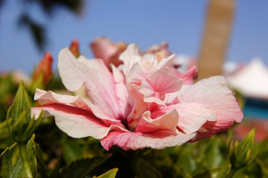 Close up of pink hibiscus flower                  