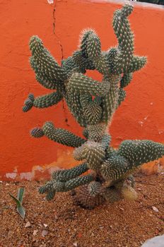 Close up of cactus in the home garden            