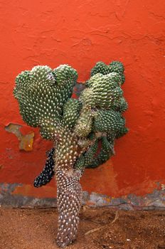 Close up of cactus upto red wall      