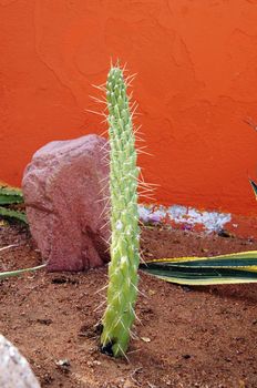 Close up of cactus in the garden close to the red wall       