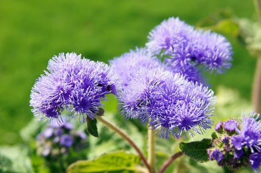Close up of ageratum flower in sunny day            