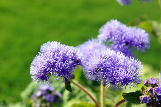 Close up of ageratum flower in sunny day            
