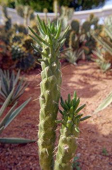 Close up of cactus plant with new growing cactus   