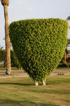 Close up of green tree in the park       