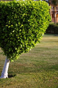 little cut green tree in the park               