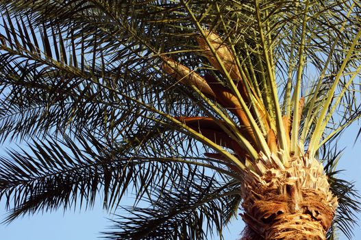 Tropical beach: sun umbrellas and palms