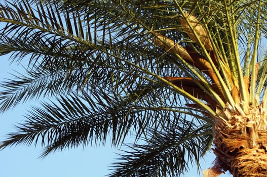 Head of palm tree with palm fruits                 