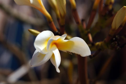 Close up of tropical flowers of Plumeria                  