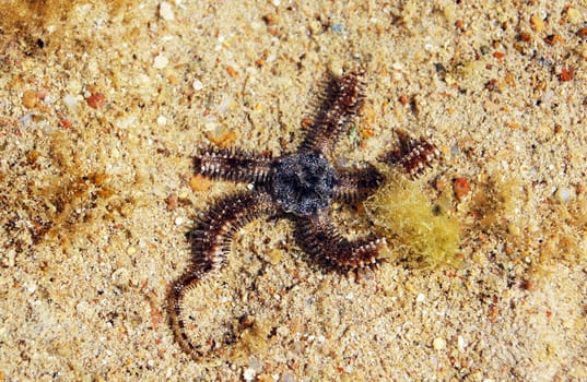 Close up of grey brittle star in the sea        