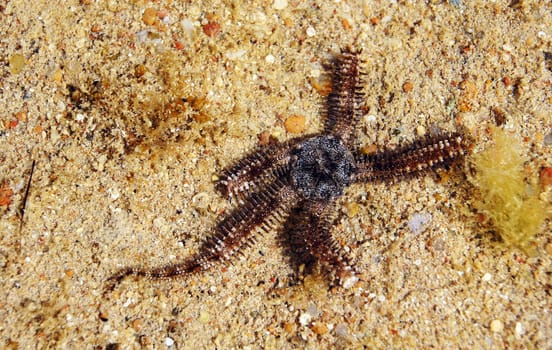 Close up of grey brittle star in the sea           