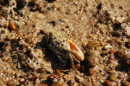 Single-clamp crab out of the Cave            