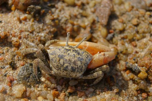 Single-clamp crab out of the Cave