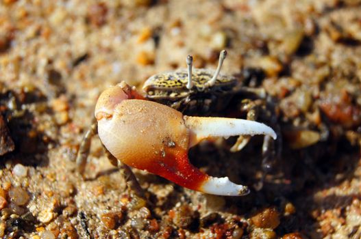 Single-clamp crab out of the Cave             