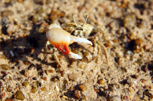 Single-clamp crab out of the Cave              