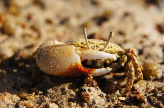 Single-clamp crab out of the Cave                   