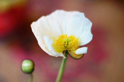 Poppy flower in the pot