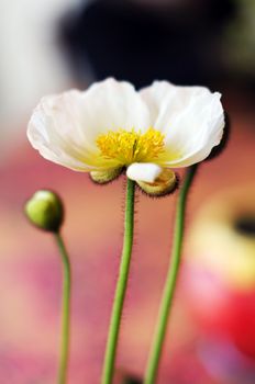 Close up of poppy flowers in the pots