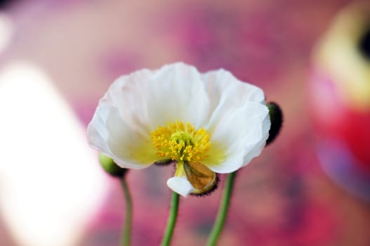 Close up of poppy flowers in the pots