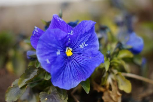 First spring flowers - tricolor viola