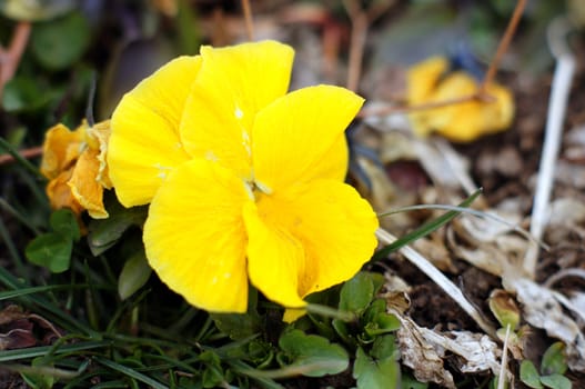 First spring flowers - tricolor viola