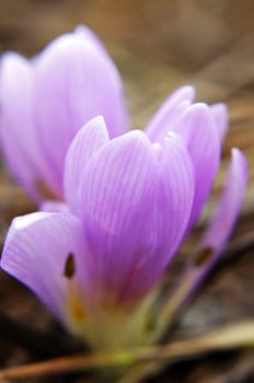 First spring flowers: blue crocus flowers in the wood