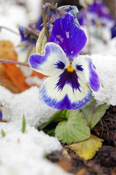 Close up of tricolor viola flowers  in the garden