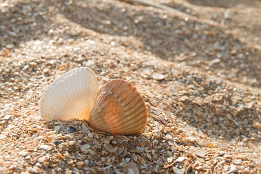 Two seashells on a sand beach, romantic concept