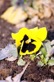 Close up of tricolor viola flowers  in the garden