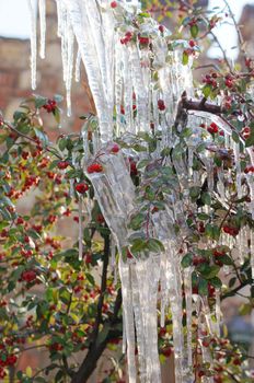 Red guelder-rose under snow and ice