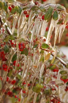 Red guelder-rose under snow and ice