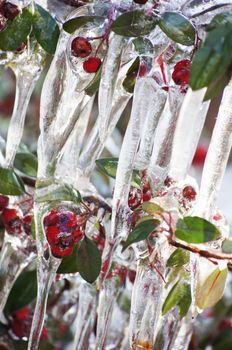 Red guelder-rose under snow and ice