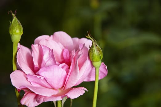 Beautiful pink rose with two closed buds of flowers in the garden.