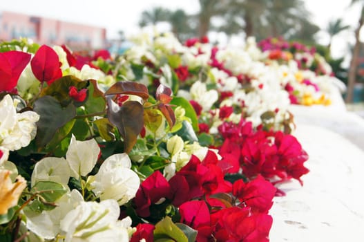 Close up of bougainvillea flowers               