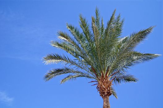 Tropical beach: sun umbrellas and palms