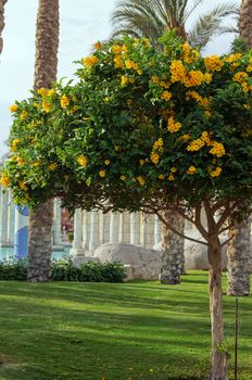 Close up of allamanda flowering tree