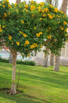 Clos eup of allamanda flowering tree              