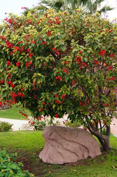 Blooming tropical tree with bright red flowers