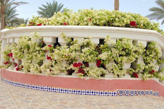 Courtyard of mediterranean villa with ceramic tile walkway and blooming bushes in Egypt      