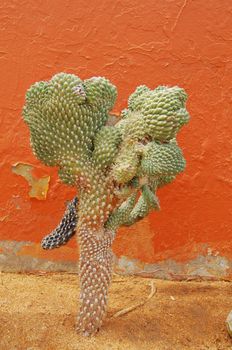 Cactus plant close to the house wall    