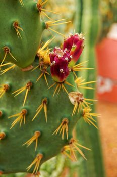 Close up of the fruit of opuntia cactus 