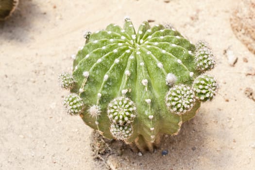 Cactus is a plant that needs very little water.