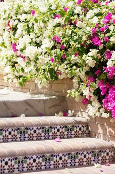 Courtyard of mediterranean villa with ceramic tile walkway and blooming bushes in Egypt             