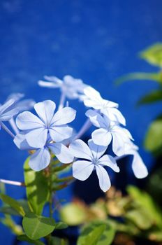 Close up of blue plumbago flower in the garden           