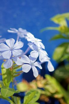 Close up of blue plumbago flower in the garden         