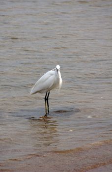 Heron bird is staying in the sea                  