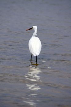 Bird of Heron in the sea                   