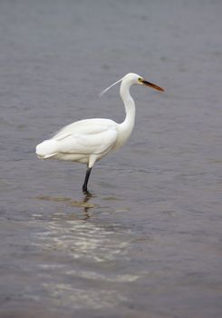 Heron bird in the sea                  