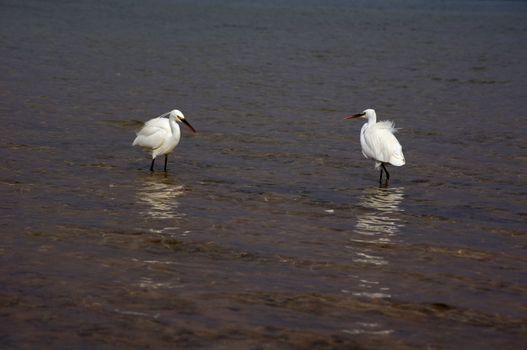 Close up of couple of heron birds in the sea              