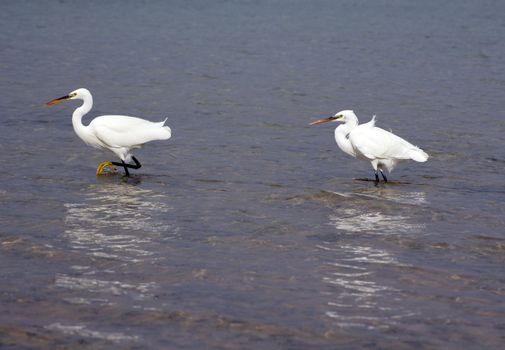 Couple of heron birds walking in the sea           