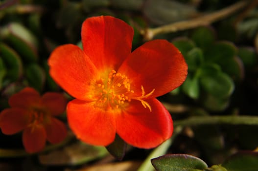 Close up of Portulaca flowers in the garden        